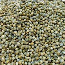 Bajra / Pearl Millet